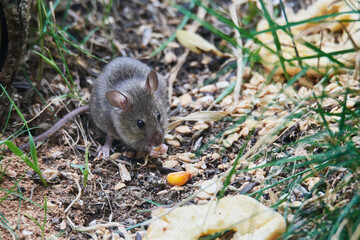 Hausmaus bei der Nahrungssuche