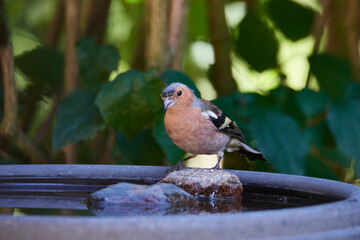 Buchfink Männchen an der Vogeltränke