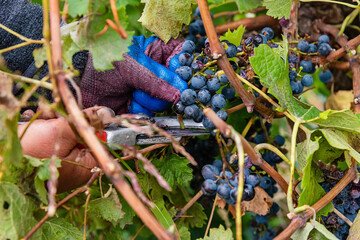 Grapes Harvesting and Picking Up. Grape harvesting for wine making storytelling