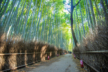 Fototapeta premium 京都府嵐山 竹林の小径