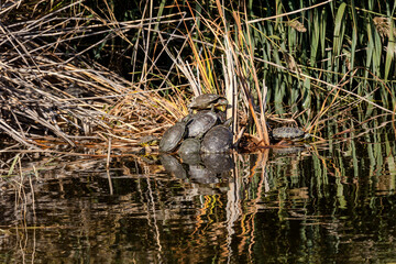 Fototapeta premium The three turtles (Trachemys scripta) sit by the shore close-up