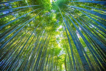 京都府嵐山　竹林の小径