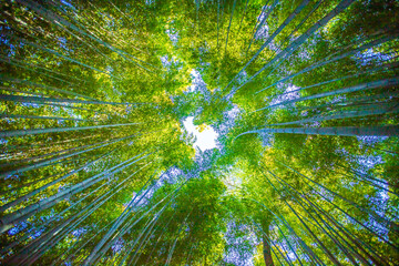 京都府嵐山　竹林の小径
