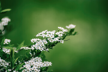 Spring white flowers