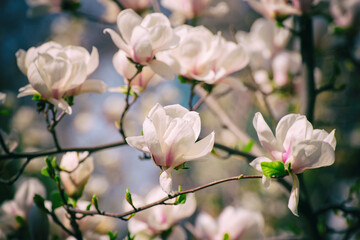Naklejka na ściany i meble Magnolia spring flowers