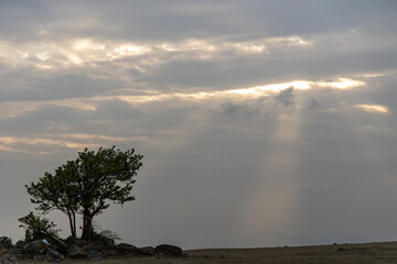 clouds over the forest