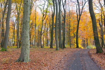 Autumn forest scenery in warm light