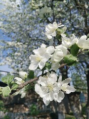  white flowers on tree