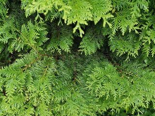 close up of tree