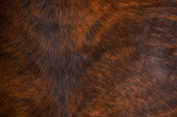 close up of brown fur texture