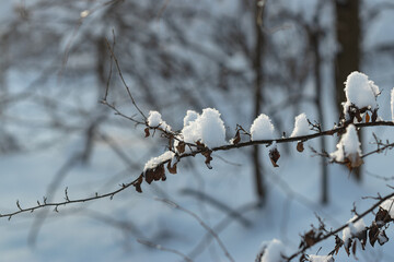 Tree branches in winter forest