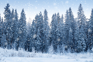 Beautiful winter forest with falling snow.