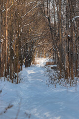 Path in winter forest on a sunny day