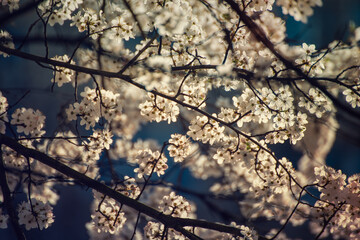 Apricot tree blossoms