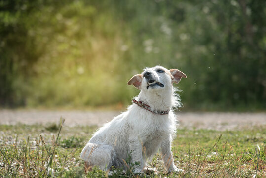 a beautiful Jack Russell terrier dog sits on a green forest background and looks up