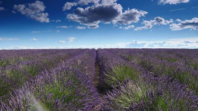 Blue sky with white clouds over lavender fields stretches to horizon. Rural landscape in Provence France. Flowering season. French attraction for holidays trip.