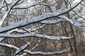 Tree branches in winter forest