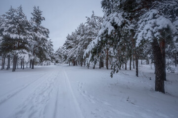 winter forest, trees in the snow, nature photos, frosty morning