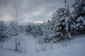winter forest, trees in the snow, nature photos, frosty morning
