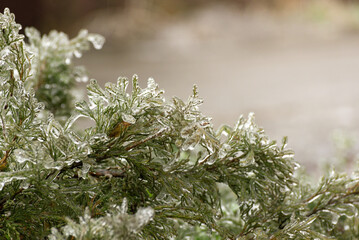 Frosted branches of a fir tree. Winter seasonal background. Selective focus image of beautiful winter nature.