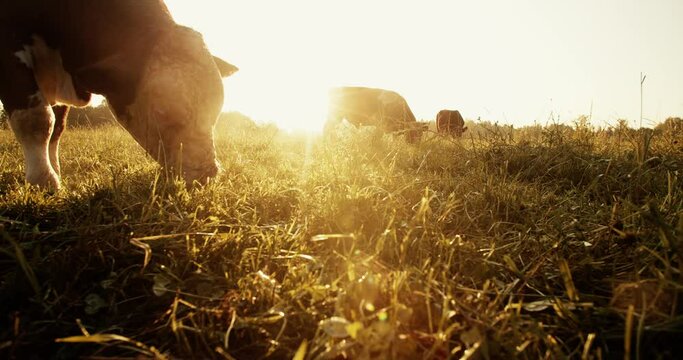 The cow in the meadow is eating grass. At dawn, the cows eat grass.