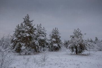 winter forest, trees in the snow, nature photos, frosty morning