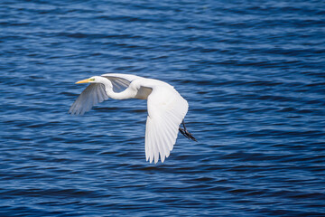 Selective focus photo. Great egret bird, Ardea alba.