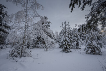 winter forest, trees in the snow, nature photos, frosty morning