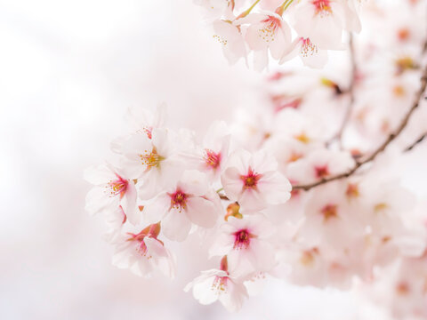 149,969 件の最適な 桜アップ 画像、ストック写真、ベクター Adobe Stock