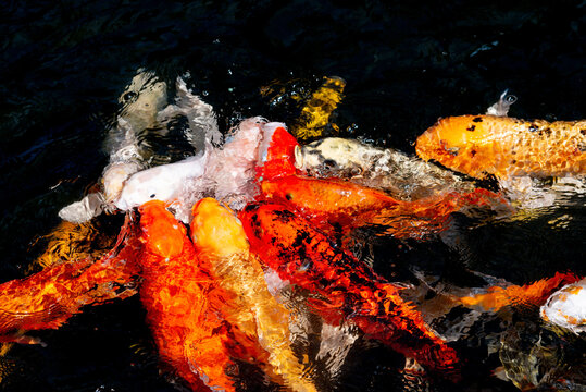 Red Carp In The Pond, Koi. In Asian Culture And Customs, It Represents The Mascot Of Good Luck, Fancy Carp Swimming In A Pond, Movement Of Swimming And Space.