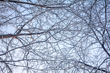 snow-covered tree branches and blue cloudless winter sky