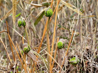 ゼンマイ（薇）