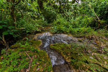 River in the middle of the rainforest in the Guanayara national park