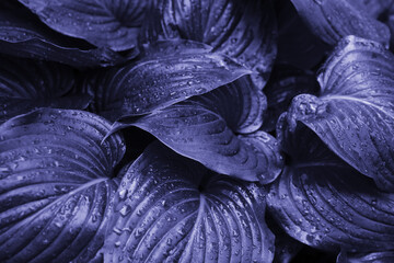 Fototapeta na wymiar Background of green leaves of a lily flower. The texture of wet leaves in the rain.