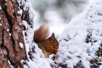 Red Squirrel (Sciurus vulgaris) on snow covered wooden branch in Scottish forest - selective focus