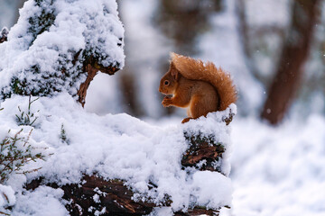 Red Squirrel (Sciurus vulgaris) on snow covered tree in Scottish forest - selective focus