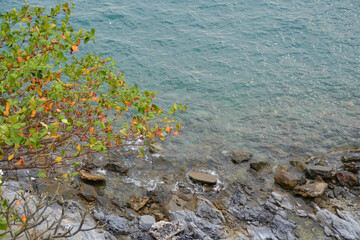 Top sea view with tree in seaside with calm wales, colorful image.