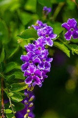 Purple Golden dewdrop flowers on a bush in the early morning