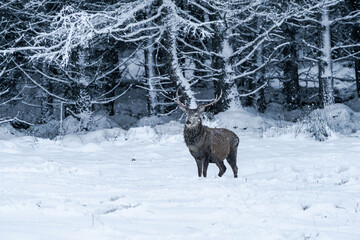 Scottish red deer (Cervus elaphus) in winter snow blizzard in Scotland - selective focus