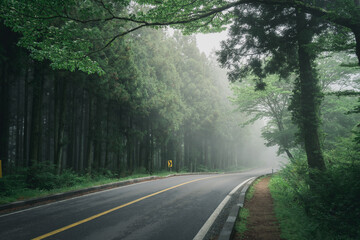 Jeju Island(사려니 숲길)