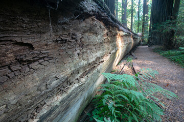 A Fallen Coastal Redwood Tree with the Trunk Laying Flat on the Ground and the Bark Pealing off as it Decays in the Humboldt, California, Redwood Forest on the Avenue of the Giants