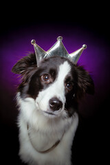 Border collie portrait with crown - qween dog. Purple background.