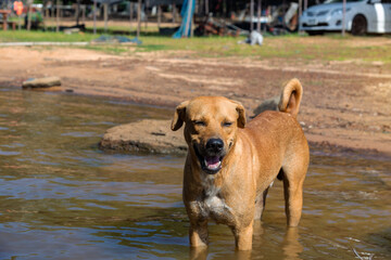  Portrait  of Thai dog standing  in the water,  Thailand - Asia.