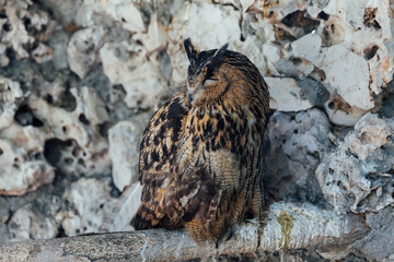 wild owl bird sleeps on a branch near a stone