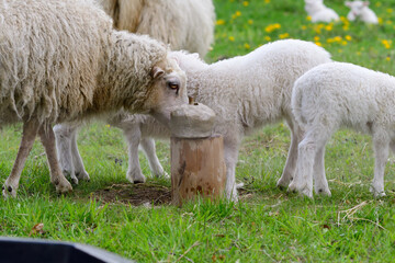 Skudden ,eine alte Haustierrasse