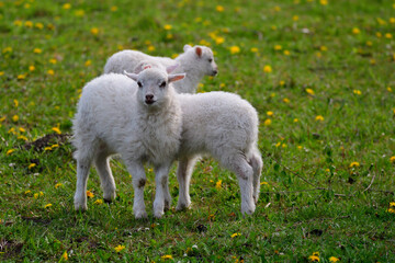 Skudden ,eine alte Haustierrasse