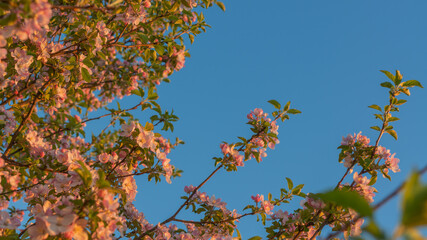 Beautiful flowers of apple tree. Flowering branches against the blue sky at sunset light. New year for trees.