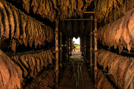 A tobacco house full of dried tobacco and a farmer is resting at the door