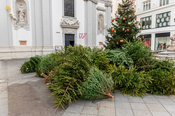 Dump pile stack of many used abandoned fir christmas trees collected for removal or recycling after xmas party end in old center of Vienna european city. Environmental harm of deforestation