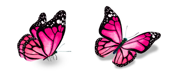 Color monarch butterflies, isolated on the white background